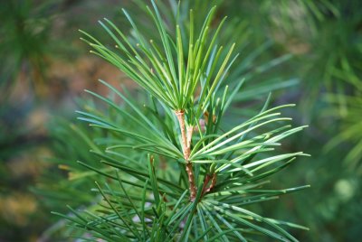 Sciadopitys verticillata - pajehličník přeslenatý -jehlice